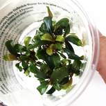 Bucephalandra spec. Serimbu Brown in vitro