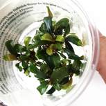 Bucephalandra spec. ´Serimbu Brown´ In-Vitro