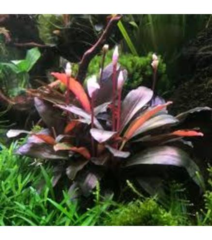 Bucephalandra spec. ´Serimbu Brown´ In-Vitro