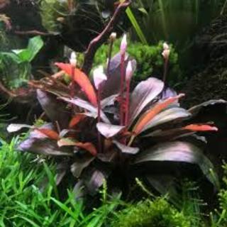 Bucephalandra spec. Serimbu Brown in vitro