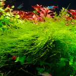 Taxiphyllum barbieri mousse in vitro
