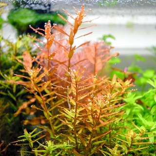 Rotala rotundifolia Orange Juice 