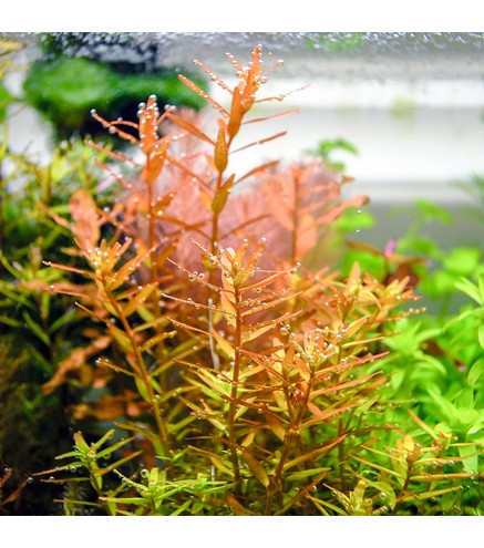 Rotala rotundifolia Orange Juice 