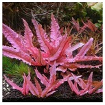 Cryptocoryne spec. ´Flamingo´ 