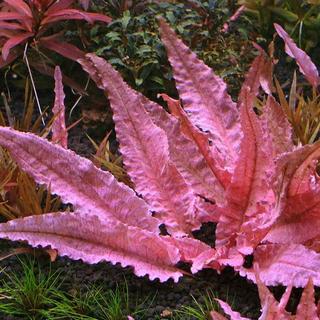 Cryptocoryne spec. ´Flamingo´ 