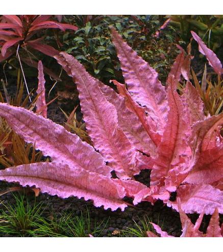 Cryptocoryne spec. ´Flamingo´ 