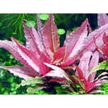 Cryptocoryne spec. ´Flamingo´ 