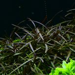 Hygrophila lancea Araguaia in vitro