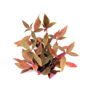 Alternanthera reineckii Red Ruby