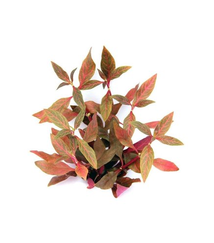 Alternanthera reineckii Red Ruby