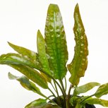 Cryptocoryne usteriana In-Vitro