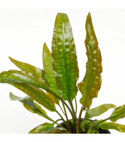 Cryptocoryne usteriana In-Vitro