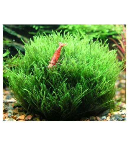 Amblystegium serpens In-Vitro