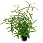 Hygrophila lancea Araguaia in vitro