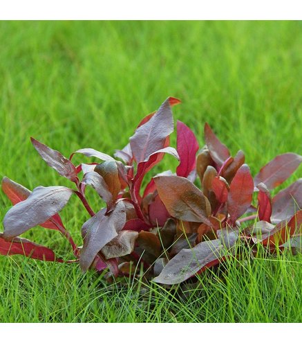 Alternanthera reineckii Lila In-Vitro