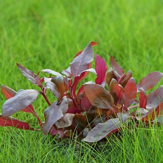 Alternanthera reineckii Lila In-Vitro