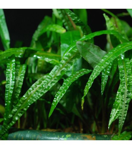 Cryptocoryne crispatula In-Vitro