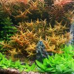 Rotala spec. ´H´Ra´ 