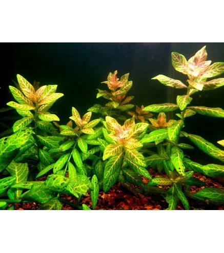 Hygrophila polysperma Sunset