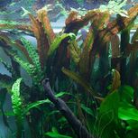 Cryptocoryne usteriana in vitro