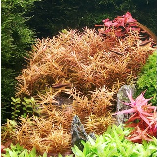 Rotala spec. ´H´Ra´ 