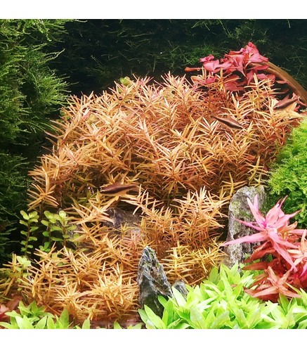 Rotala spec. ´H´Ra´ 