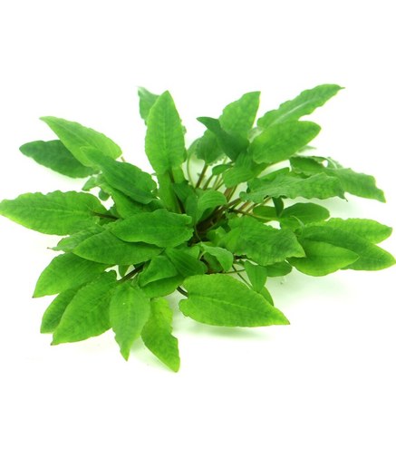 Cryptocoryne wendtii Broad Leaf In-Vitro