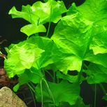 Nymphoides spec. Taiwan  in vitro