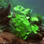 Nymphoides spec. Taiwan  in vitro