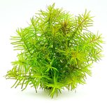 Didiplis diandra in vitro