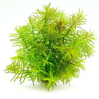 Didiplis diandra in vitro