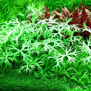 Ranunculus inundatus in vitro