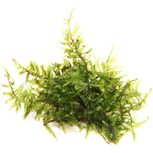 Vesicularia montagnei christmas in vitro
