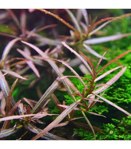 Hygrophila lancea Araguaia In-Vitro   