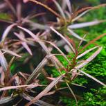 Hygrophila lancea Araguaia in vitro