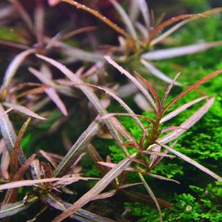 Hygrophila lancea Araguaia in vitro