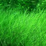 Eleocharis pusilla in vitro