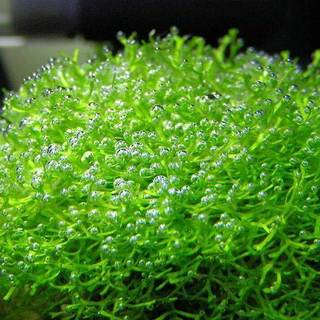 Riccia fluitans In-Vitro