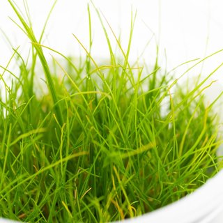 Eleocharis pusilla in vitro