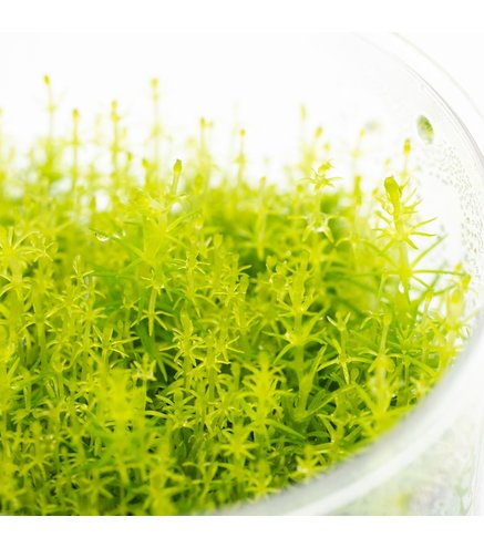 Pogostemon deccanensis In-Vitro