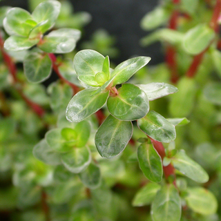 Rotala indica In-Vitro