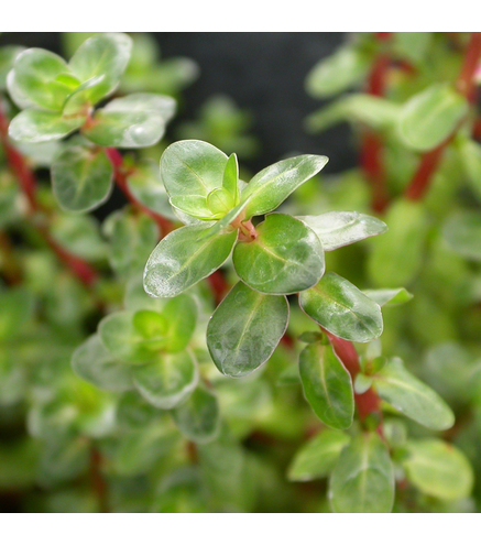 Rotala indica In-Vitro