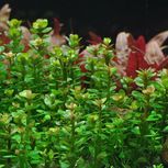 Rotala indica 'bonsai' in vitro