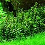 Rotala indica 'bonsai' in vitro