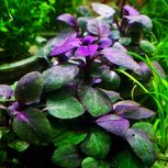 Lobelia Cardinalis Mini en pot