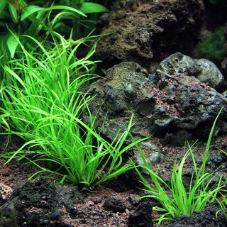 Juncus repens in vitro