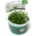 Juncus repens in vitro