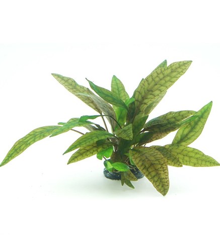 Cryptocoryne x purpurea In-Vitro