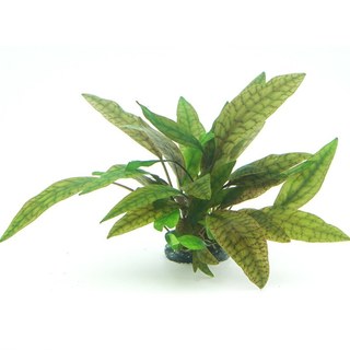 Cryptocoryne x purpurea in vitro