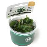 Cryptocoryne x purpurea in vitro